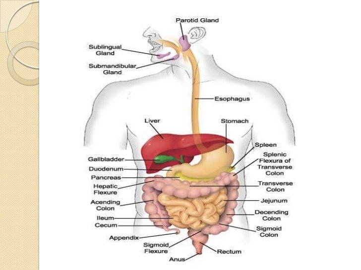 human digestive system ppt